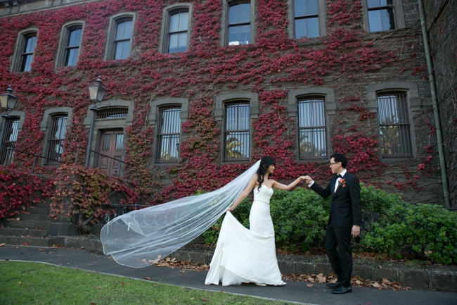 Ivy wall